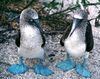 Pair of Boobies.jpg